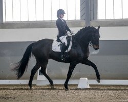 Dressurpferd Rosché HR (Hannoveraner, 2011, von Blue Hors Romanov)
