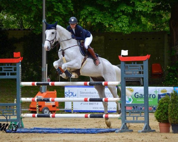 jumper Caspar M 2 (Hanoverian, 2005, from Concetto I)