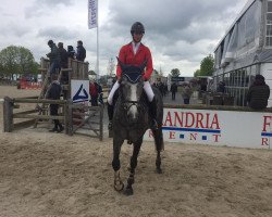 jumper Bellissimo 111 Z (Zangersheide riding horse, 2013, from Bamako de Muze)