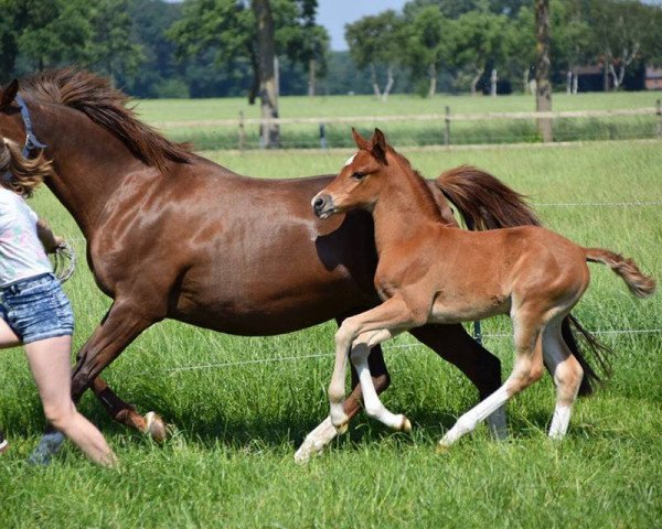 horse Da Vino (German Riding Pony, 2018, from Dark Highlight AT)
