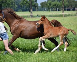 horse Da Vino (German Riding Pony, 2018, from Dark Highlight AT)