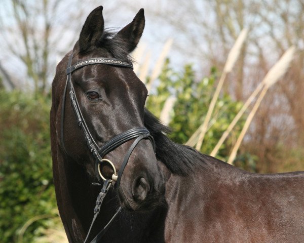 dressage horse Sir Salem (Hanoverian, 2013, from Spörcken)