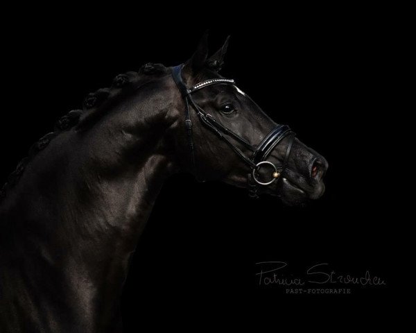 horse Fabergé H (Westphalian, 2015, from Farrell)