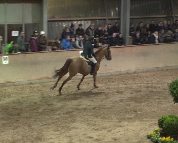 Reitturnier Bonn - Gut Ettenhausen 2017