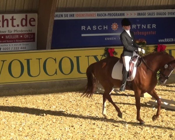 Reitturnier Essen-Stadtwald 2017
