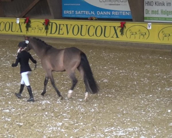 Reitturnier Essen-Stadtwald 2017
