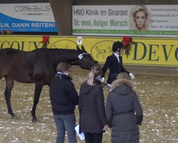Reitturnier Essen-Stadtwald 2017