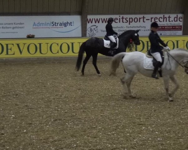 Reitturnier Essen-Stadtwald 2017