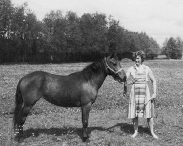 broodmare Luckington Floodlight (New Forest Pony, 1960, from Forest Horse)