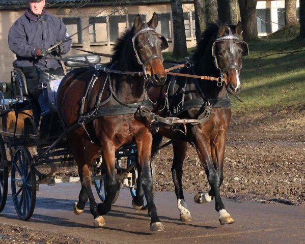 horse Grande (Trakehner, 2010, from Perechlest)