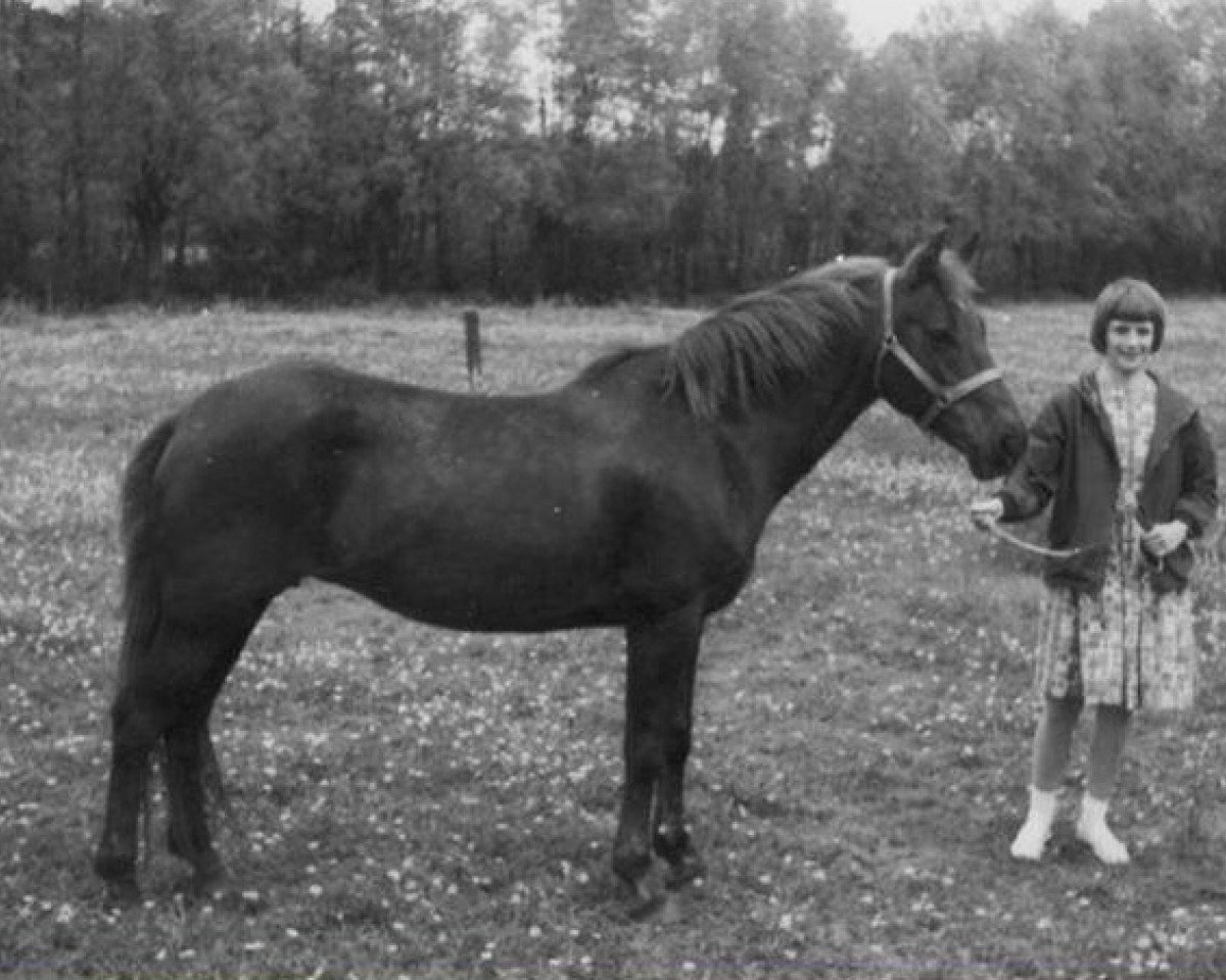 Zuchtstute Barrow Glide-On (New-Forest-Pony, 1950, von Nomansland Glider)