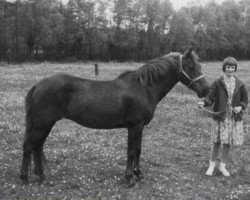 broodmare Barrow Glide-On (New Forest Pony, 1950, from Nomansland Glider)