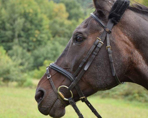 broodmare Bo 27 (Westphalian, 1992, from Bartok)