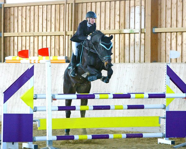 Springpferd Eurowings Z (Tschechisches Warmblut, 2009, von Eibisch II)