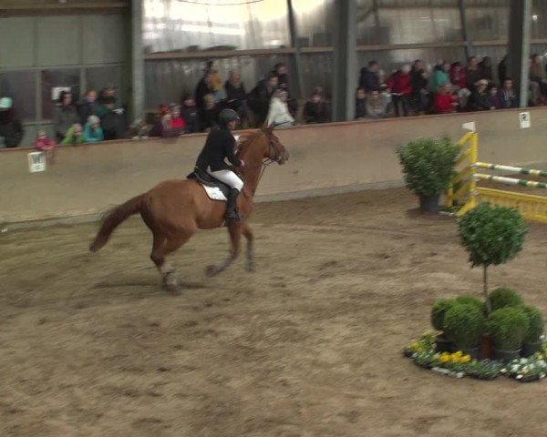Reitturnier Bonn - Gut Ettenhausen 2017