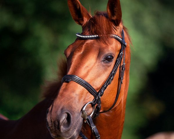 broodmare Daydream 106 (Hanoverian, 2012, from Destano) broodmare Daydream 106 (Hanoverian, 2012, from Destano)