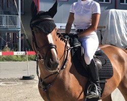 jumper Candy de La Cour (Selle Français, 2012, from Ogrion des Champs)