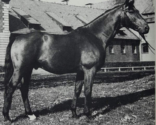 stallion Labrador (Hanoverian, 1972, from Der Löwe xx) stallion Labrador (Hanoverian, 1972, from Der Löwe xx)