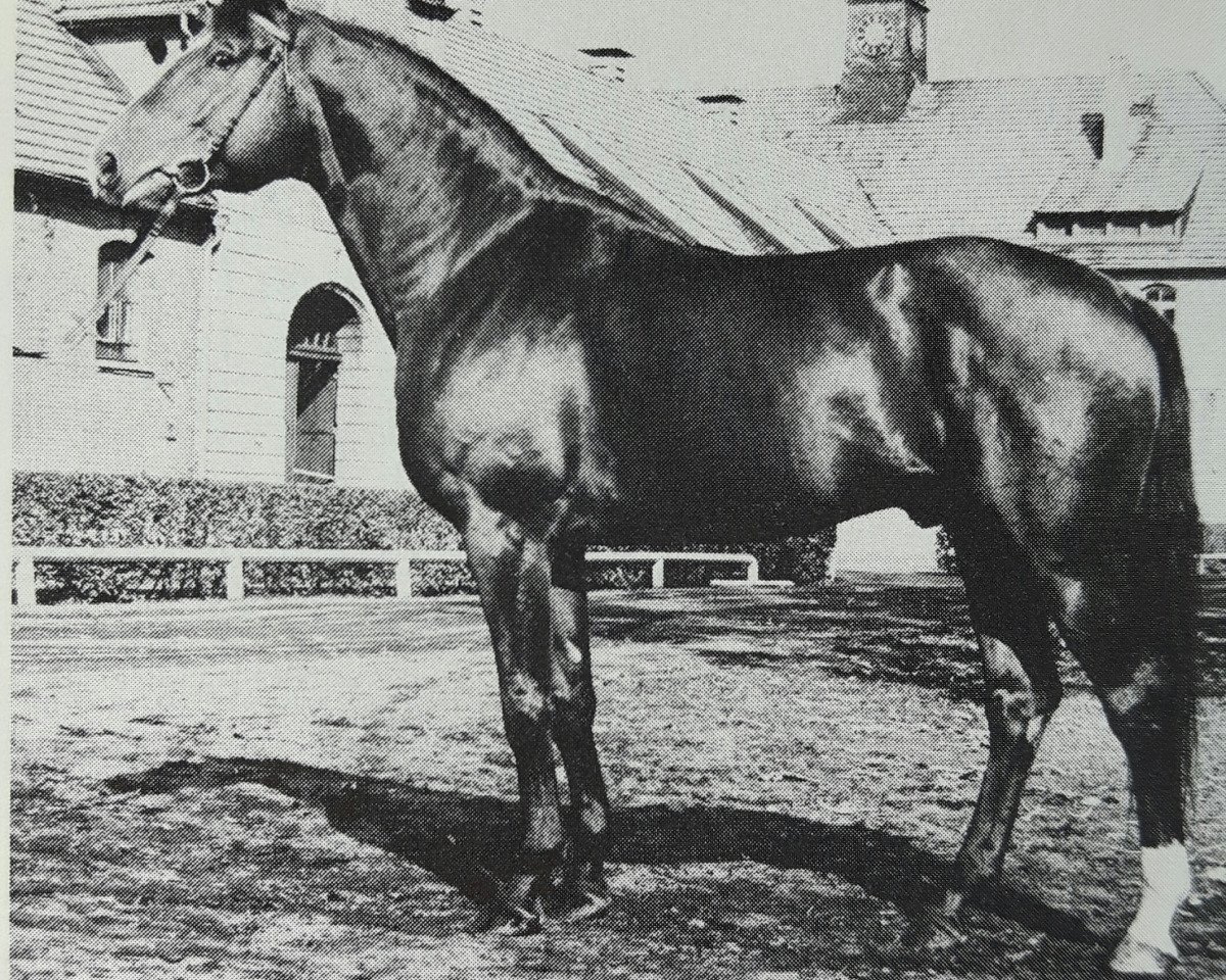 Deckhengst Akzent I (Hannoveraner, 1973, von Absatz)