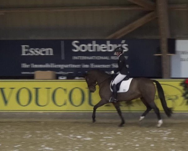 Reitturnier Essen-Stadtwald 2017