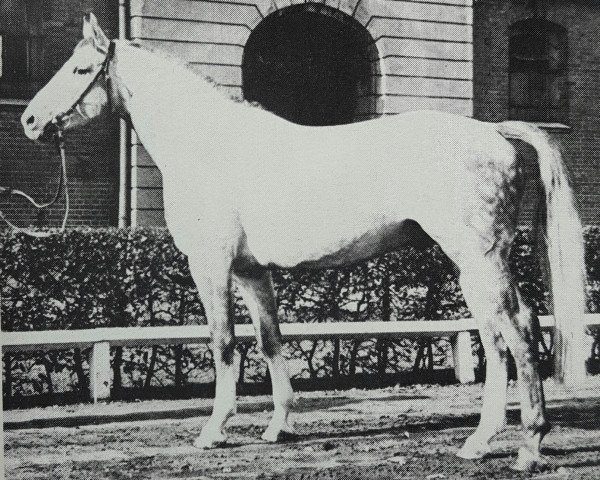 stallion Greenhorn (Hanoverian, 1973, from Gotthard)