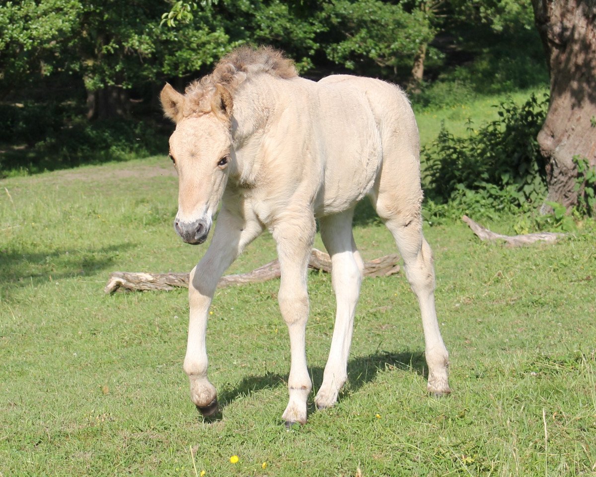 Pferd Soulfly (Fjordpferd, 2018, von Irving)
