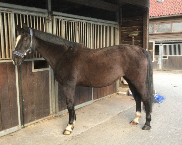 broodmare Gute Mine 2 (Hanoverian, 1998, from Grand Cru)