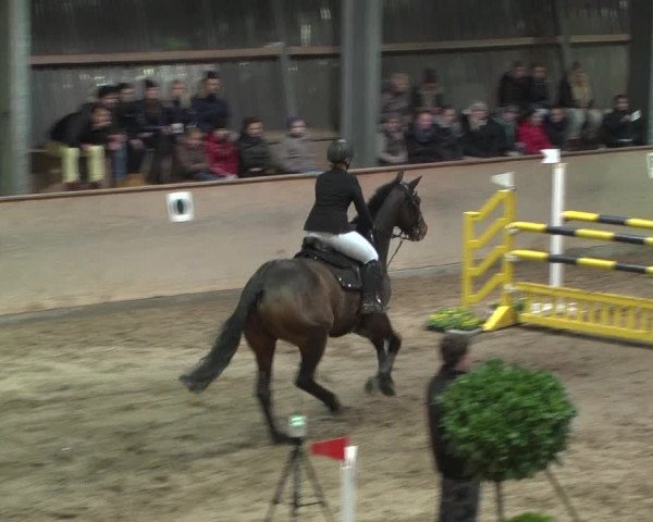 Reitturnier Bonn - Gut Ettenhausen 2017
