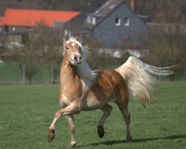 horse Stella (Haflinger, 2006, from St.Moritz)