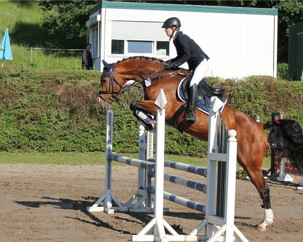 broodmare Conita (Oldenburg show jumper, 2009, from Conington)