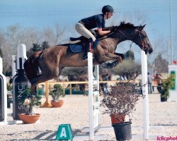Springpferd Lilly (KWPN (Niederländisches Warmblut), 2006)