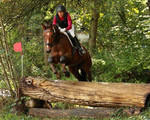 Springpferd Caramba M 2 (Württemberger, 2009, von Blue Hors Cavan)