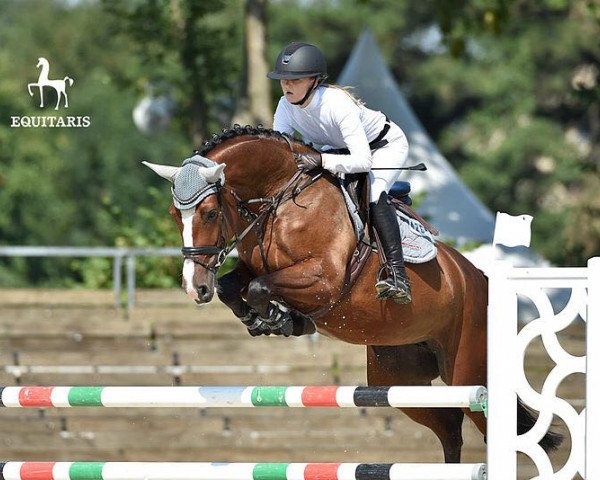 jumper Carrica P (Westphalian, 2013, from Carrico)