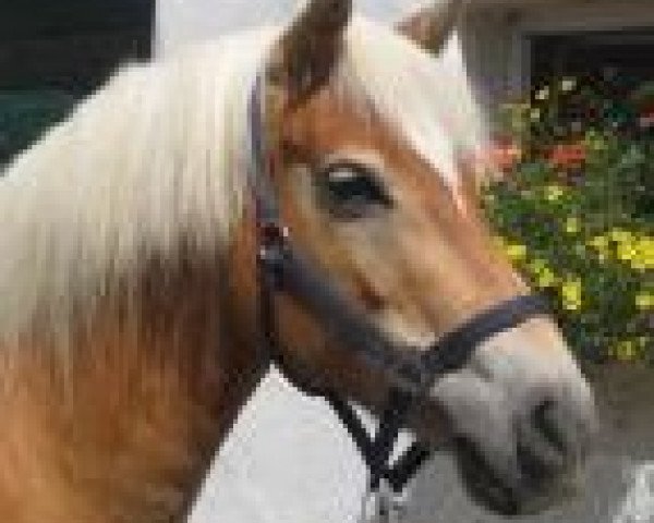 Zuchtstute Nanni (Haflinger, 2002, von Nastral)