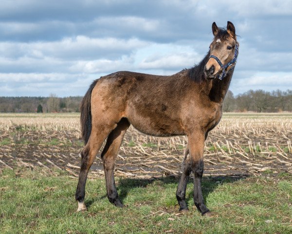 horse Quahneah Maravilla MG (Rhinelander, 2017, from Qaside Md)