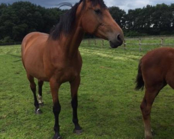 broodmare Athena S (KWPN (Royal Dutch Sporthorse), 2005, from Epilot)