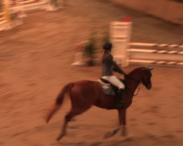 Reitturnier Bad Salzuflen 2017