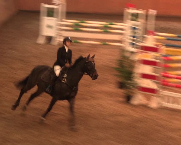Reitturnier Bad Salzuflen 2017