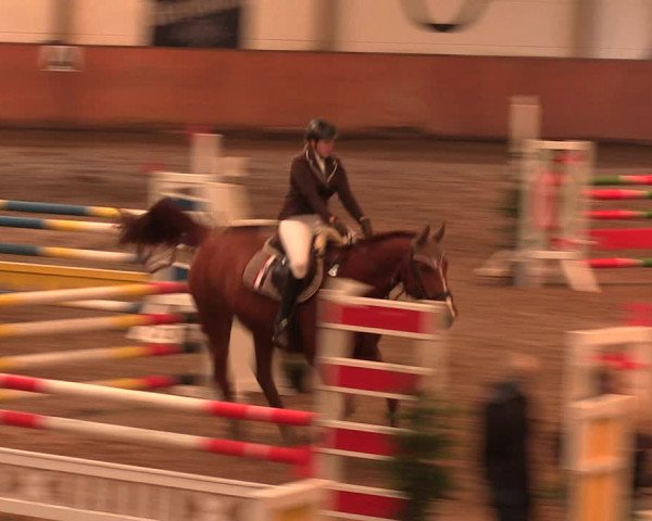 Reitturnier Bad Salzuflen 2017