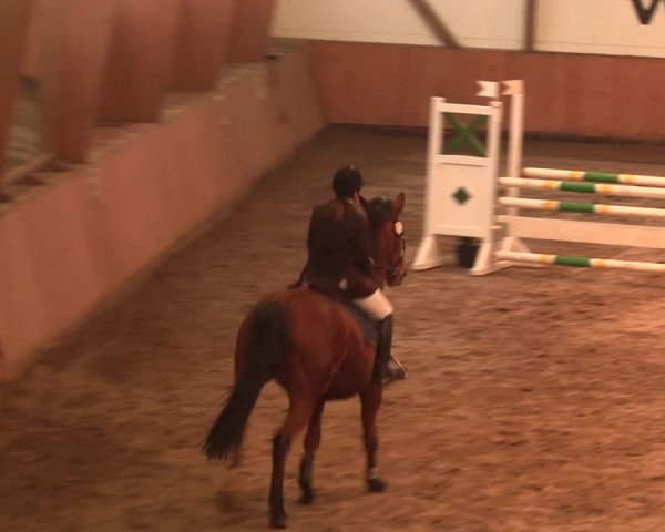 Reitturnier Bad Salzuflen 2017
