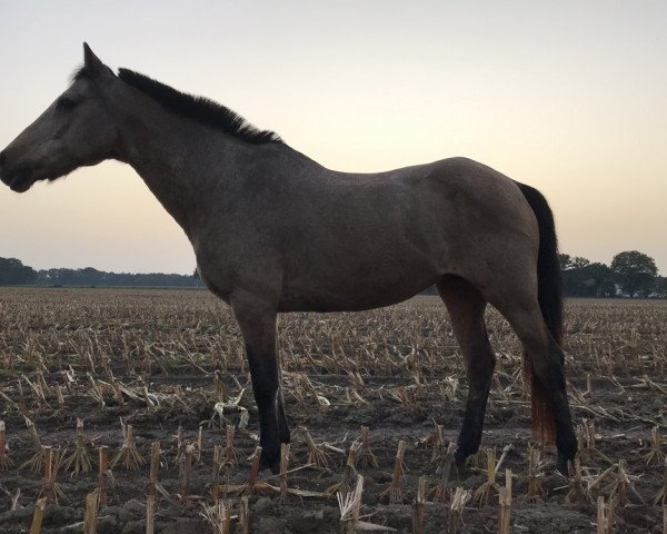 broodmare Laika 423 (German Riding Pony, 1989, from Apslau xx)