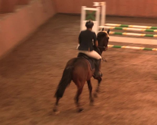 Reitturnier Bad Salzuflen 2017