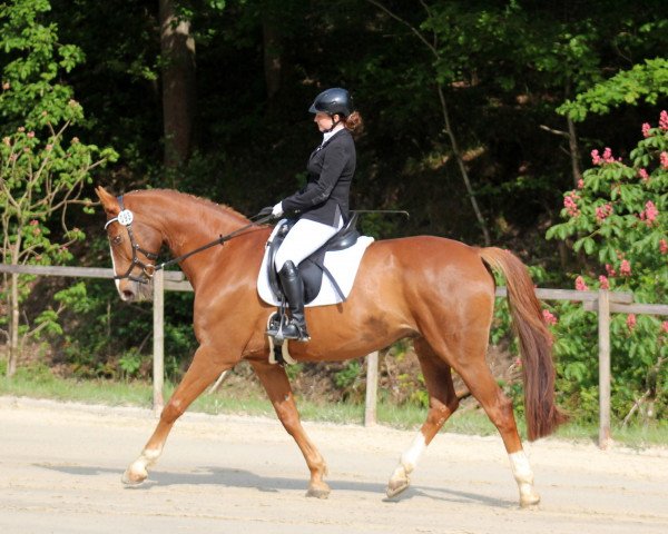 dressage horse Frederik 88 (Westphalian, 1999, from Friedenstraum)