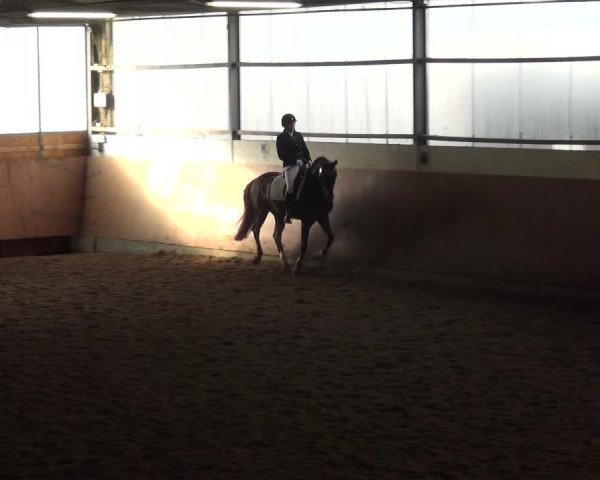 Reitturnier Leichlingen-Witzhelden 2017