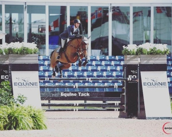jumper Cocq A Doodle (KWPN (Royal Dutch Sporthorse), 2007, from Tolan R)