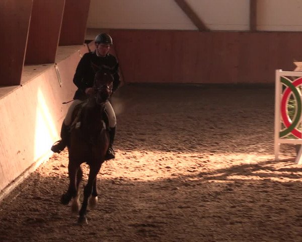 Reitturnier Bad Salzuflen 2017