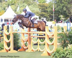 jumper Stranger 30 (Hanoverian, 2006, from Stakkato)