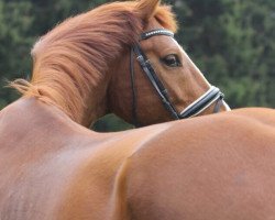 dressage horse Sir Don Crusador H (Westphalian, 2012, from Sir Heinrich OLD)