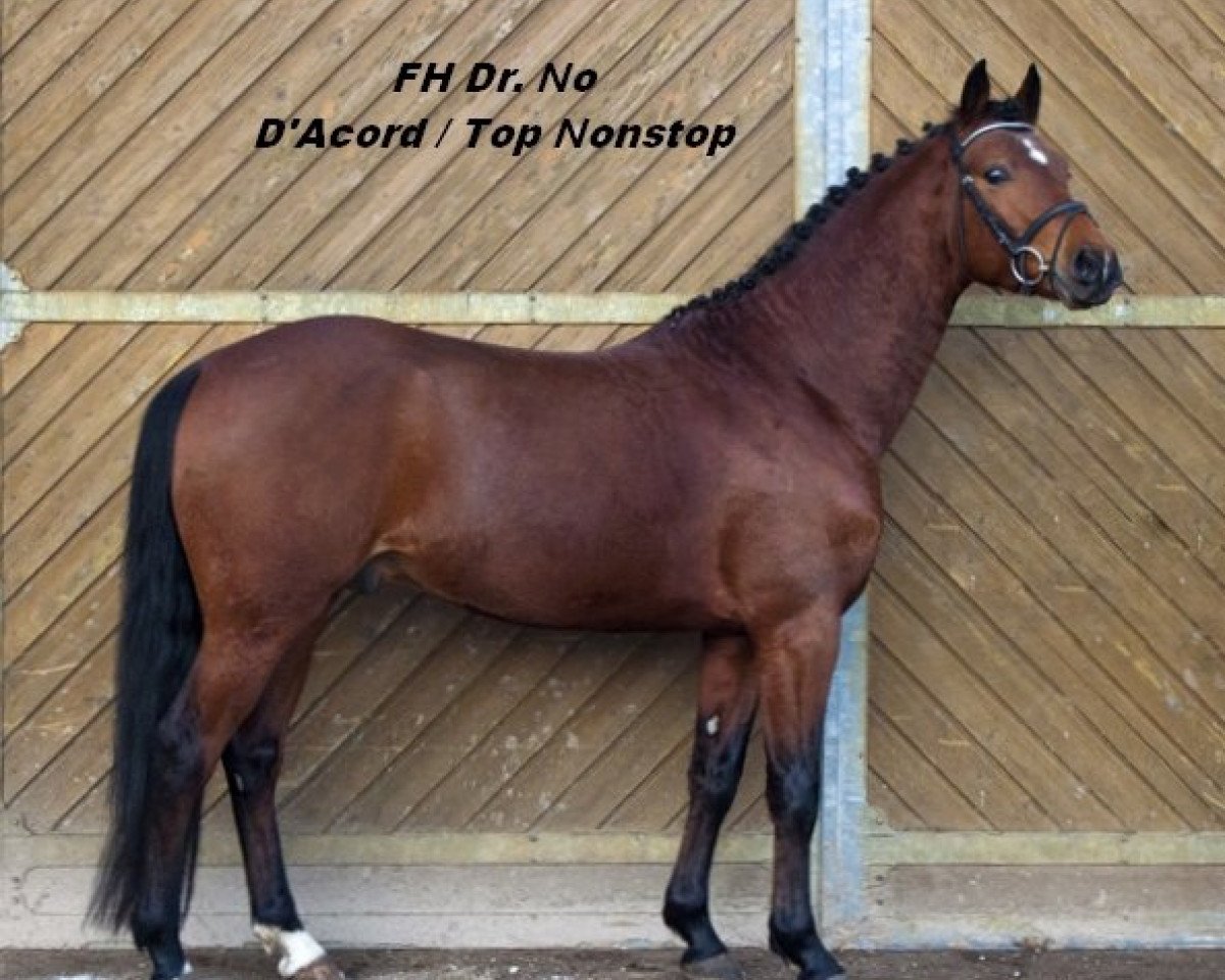 Dressurpferd Friedrichshof Dr. No (Deutsches Reitpony, 2008, von D'Acord)