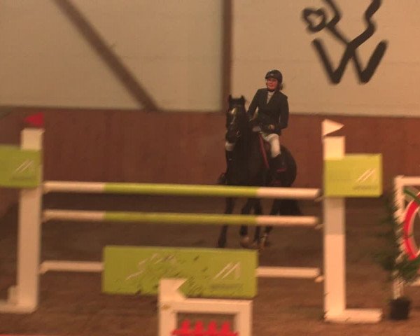 Reitturnier Bad Salzuflen 2017